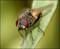 Ученые нашли муху, сохранившуюся с ледникового периода