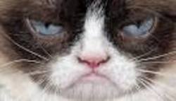 В Нью-Йорке легендарная кошка Grumpy Cat презентовала книгу

