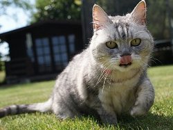В Великобритании нашли самого громкого кота в мире
